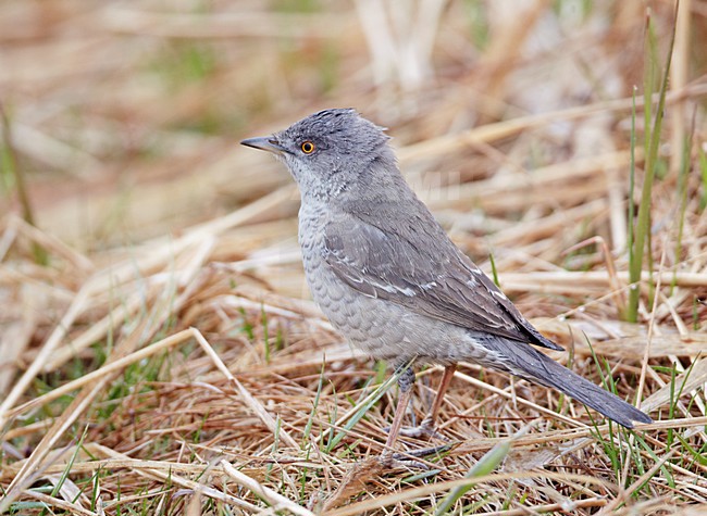 Sperwergrasmus foeragerend op de grond; Barred Warbler foraging on the ground stock-image by Agami/Markus Varesvuo,