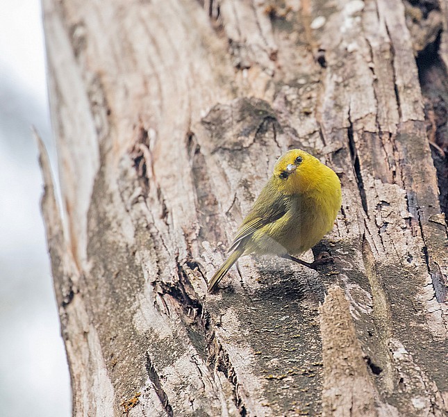 Maui Alauahio, Paroreomyza montana, on Maui island, Hawaii, United States. stock-image by Agami/Pete Morris,