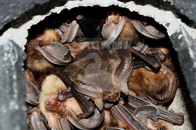 Grootoorvleermuizen in nestkast; Brown Long-eared Bats in nestbox stock-image by Agami/Theo Douma,