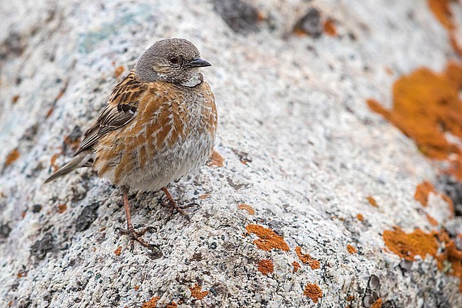 Altai Accentor; Himalayan Accentor; Prunella himalayana stock-image by Agami/Daniele Occhiato,