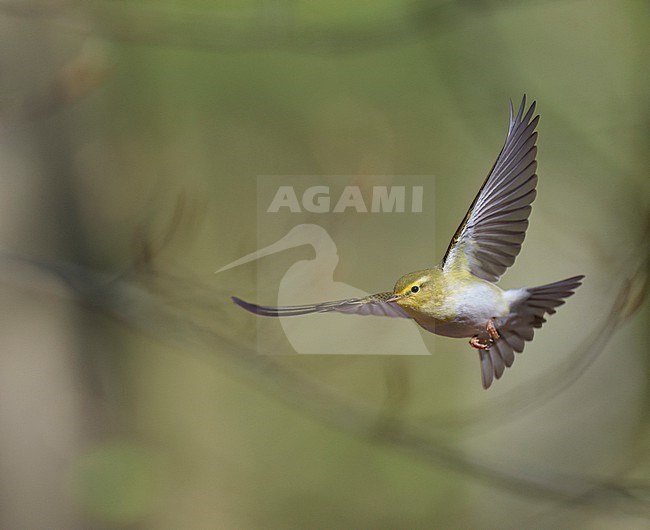 Adult male Wood Warbler (Phylloscopus sibilatrix) singing and displaying in flight in a deciduous forest in spring stock-image by Agami/Ran Schols,