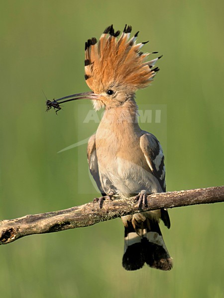 Hop met voer; Hoopoe with food stock-image by Agami/Han Bouwmeester,
