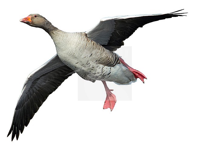 Greylag Goose, Anser anser, in flight. stock-image by Agami/Markus Varesvuo,