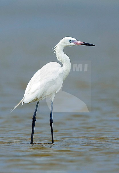 Adult breeding white morph Reddish Egret (Egretta rufescens) along the coast in Galveston County in Texas, USA. Looking over its shoulder. stock-image by Agami/Brian E Small,