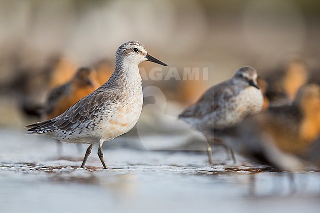 Moulting adult Red Knot (Calidris canutus) in the German Wadden Sea. Standing in shallow water at a high tide wader roost. stock-image by Agami/Ralph Martin,