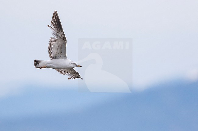 2nd summer Russian Common Gull, Larus canus heine) in flight at Lake Baikal, Russia. stock-image by Agami/Ralph Martin,