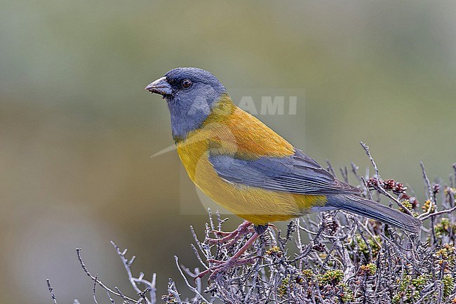 Male Patagonian Sierra Finch, Phrygilus patagonicus, in Patagonia, Argentina. stock-image by Agami/Pete Morris,