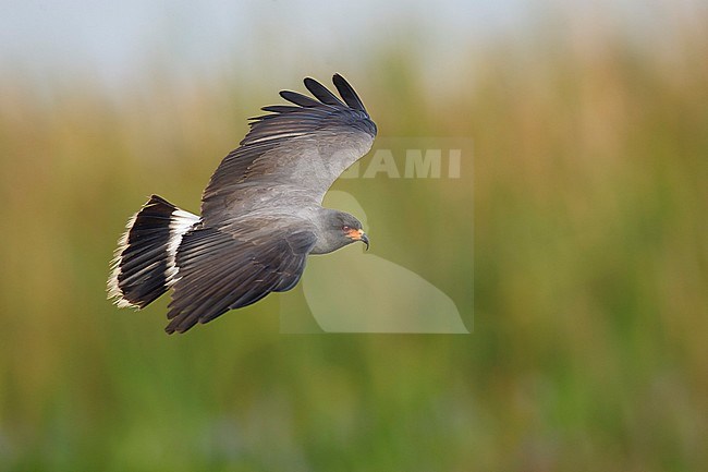 Adult male Everglade Snail Kite (Rostrhamus sociabilis plumbeus) Osceola County, Florida, United States. Flying past with green background. stock-image by Agami/Brian E Small,