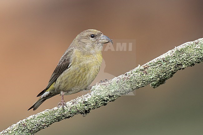 Adult female
Jefferson Co., CO
June 2023 stock-image by Agami/Brian E Small,