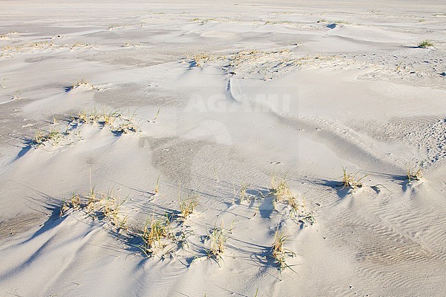 Landscape of the Dutch Wadden Isle Schiermonnikoog. Closeup of wind made patterns in the sand. stock-image by Agami/Menno van Duijn,