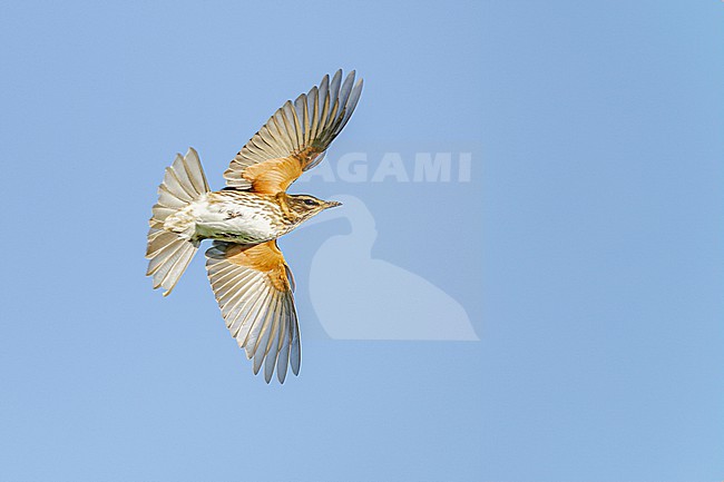  stock-image by Agami/Menno van Duijn,