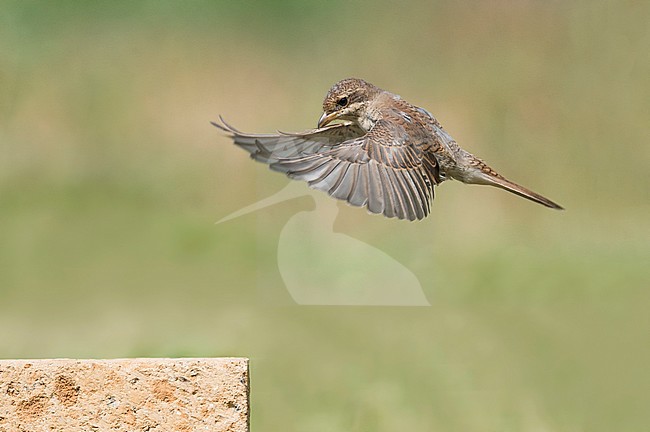 Immature Red-backed Shrike (Lanius collurio) in flight stock-image by Agami/Alain Ghignone,