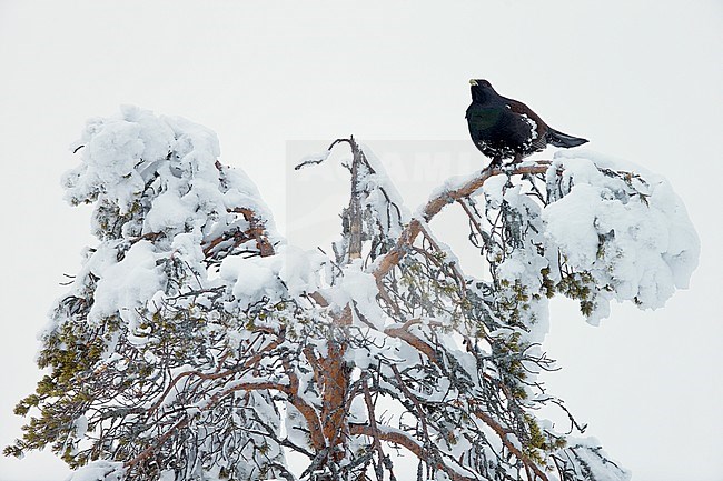 Capercaillie (Tetrao urogallus) Kuusamo Finland January 2013 stock-image by Agami/Markus Varesvuo,