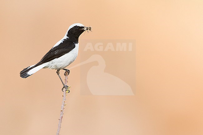 Adult male Finsch's Wheatear in Tajikistan, side view. stock-image by Agami/Ralph Martin,