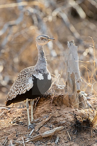 Red-crested Korhaan (Lophotis rufictrista), adult male standing on the ground, Mpumalanga, South Africa stock-image by Agami/Saverio Gatto,