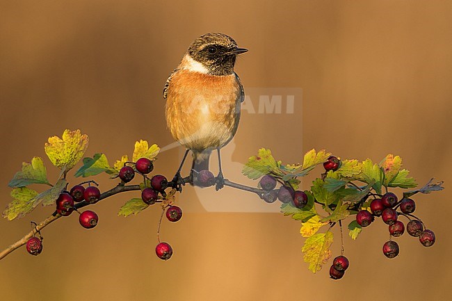 Wintering European Stonechat (Saxicola rubicola) perched on a branch with red berries stock-image by Agami/Daniele Occhiato,