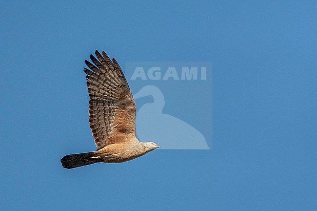 Crested Honey Buzzard (Pernis ptilorhynchus) migrating over Happy Island on the east coast of China. stock-image by Agami/Marc Guyt,