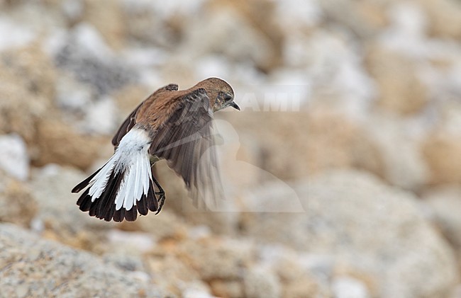 Western Black-eared Wheatear, Oenanthe hispanica (female), Bolonia, Andalucia, Spain stock-image by Agami/Helge Sorensen,