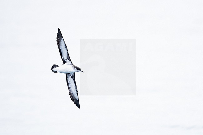  stock-image by Agami/Menno van Duijn,