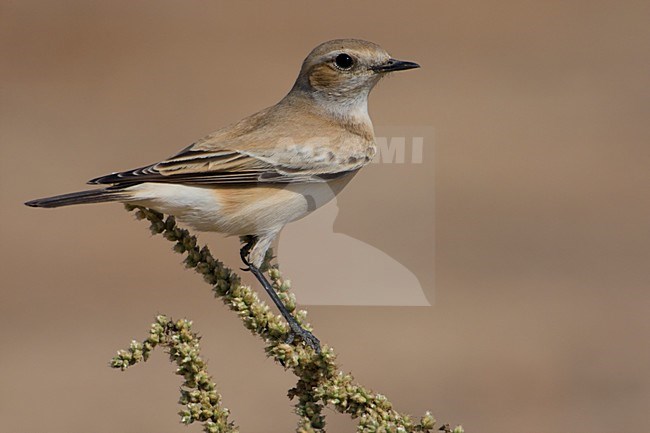 Vrouwtje Woestijntapuit; Female Desert Wheatear stock-image by Agami/Daniele Occhiato,