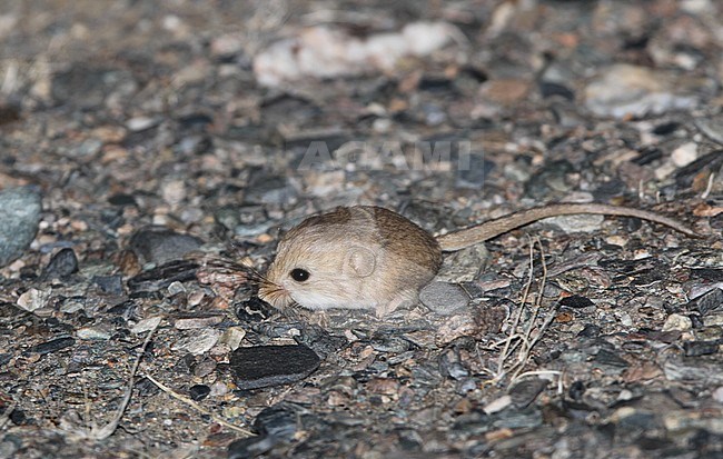 Kozlov's Pygmy Jerboa (Salpingotus kozlovi) a native species of rodent sound in southern and eastern Mongolia, and northwestern China. stock-image by Agami/James Eaton,