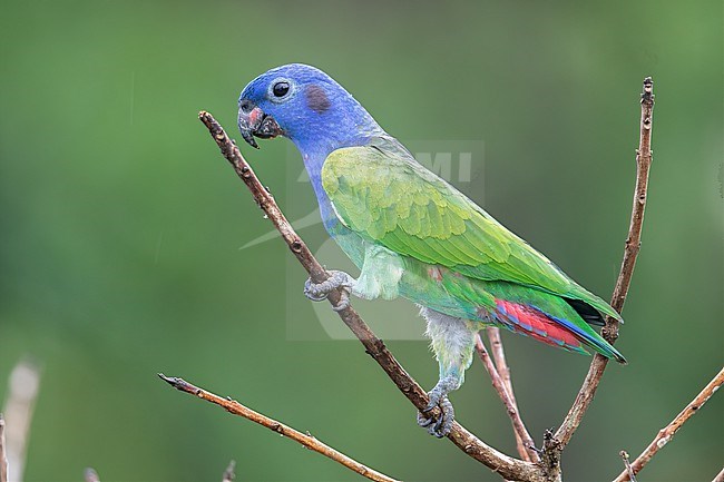 Blue-headed Parrot (Pionus menstruus menstruus) at Puerto Nariño, Amazonas, Colombia. stock-image by Agami/Tom Friedel,