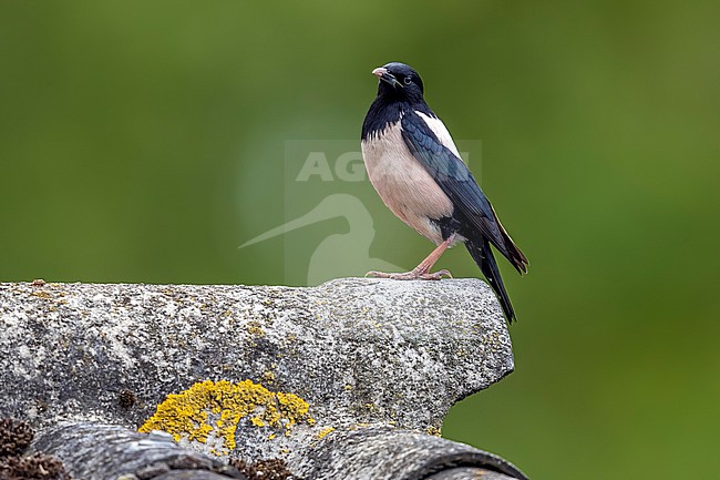 Adult male Rosy Starling (Sturnus roseus) aka Rose-coloured Starling (Pastor roseus) sitting on a roof in Assenede, East-Flanders, Belgium. stock-image by Agami/Vincent Legrand,