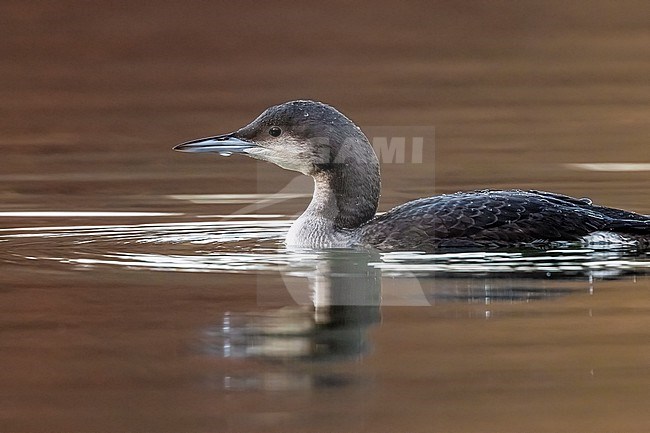 Juvenile Black-throated Diver (Gavia arctica) swiming at Genval Lake, Brabant, Belgium. stock-image by Agami/Vincent Legrand,