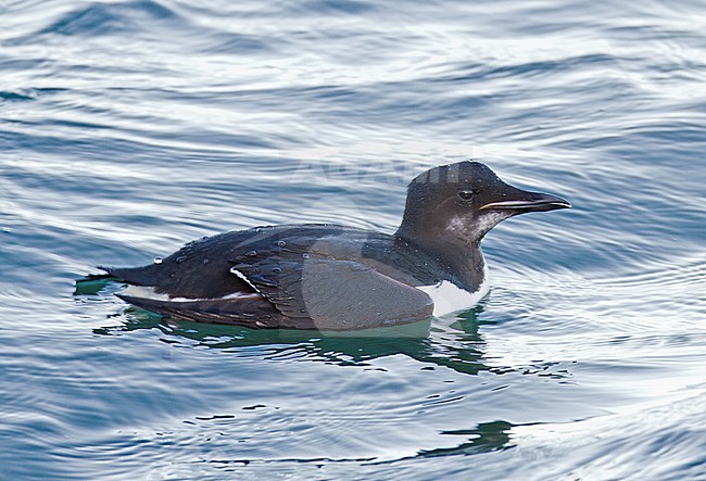 First-winter Thick-billed Murre (Uria lomvia) swimming in Portland Harbour, Dorset, England. Also known as Brunnich's Guillemot. stock-image by Agami/Steve Gantlett,