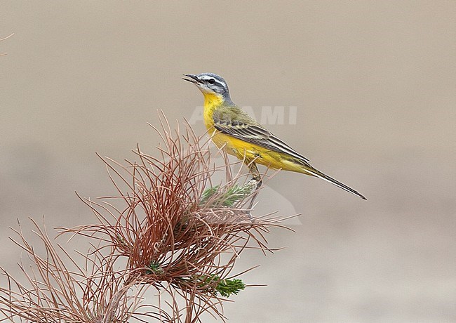 Sykes's Wagtail (Motacilla flava ssp. beema) male singing on top of a bush stock-image by Agami/Andy & Gill Swash ,