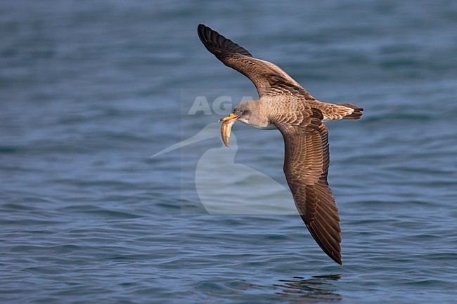 Vliegende Scopoli's Pijlstormvogel; Scopoli's Shearwater in flight stock-image by Agami/Daniele Occhiato,