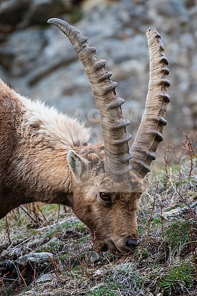 Close up portrait of an alpine ibex, Capra ibex, grazing. Aosta, Val Savarenche, Gran Paradiso National Park, Italy. stock-image by Agami/Sergio Pitamitz,