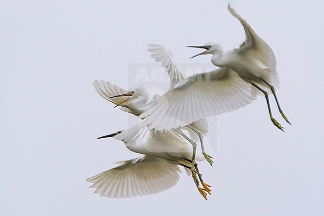 Kleine Zilverreiger in de vlucht; Little Egret in flight stock-image by Agami/Daniele Occhiato,