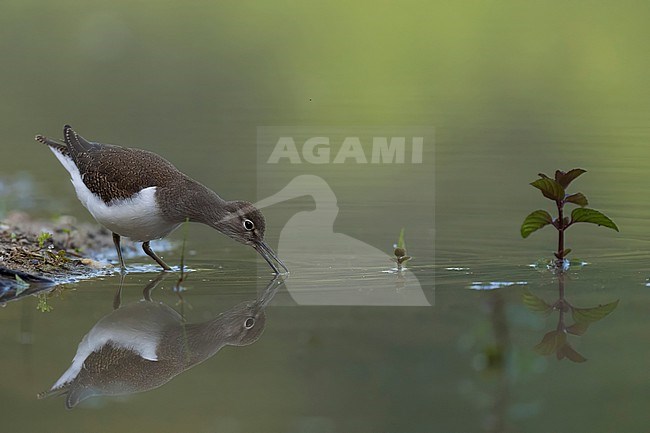 Overloper stock-image by Agami/Han Bouwmeester,