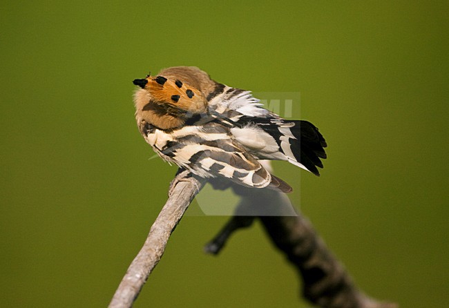 Hop poetsend op een tak; Eurasian Hoopoe preening while perched on a branch stock-image by Agami/Marc Guyt,