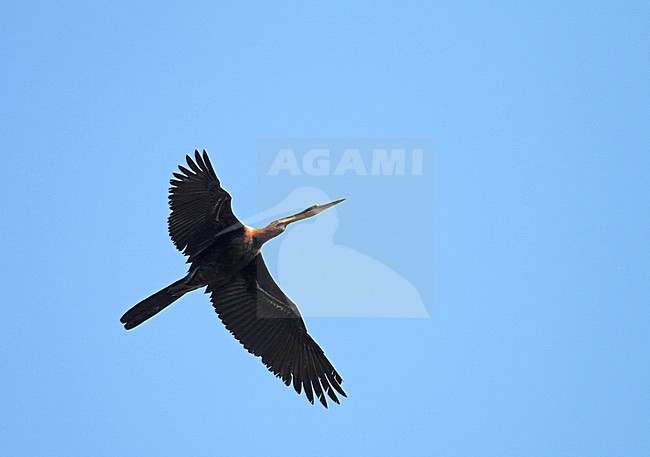 Flying African Darter  (Anhinga rufa vulsinii) in Madagascar. stock-image by Agami/Pete Morris,