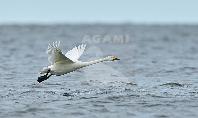 Tundra Swan Bewick's Swan Estonia
Pikkujoutsen Eesti Viro
Cygnus columbianus stock-image by Agami/Tomi Muukkonen,