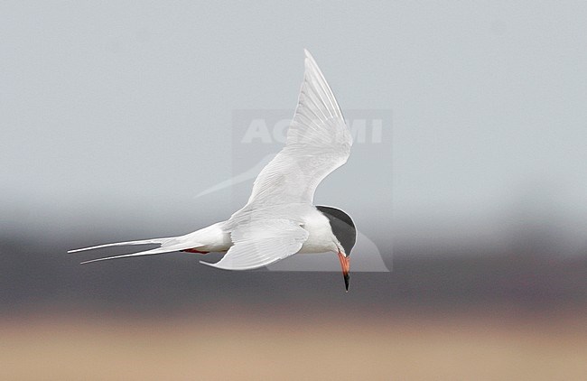 Adult Forster's Tern (Sterna forsteri) in flight at the coast at New Jersey, USA. stock-image by Agami/Helge Sorensen,