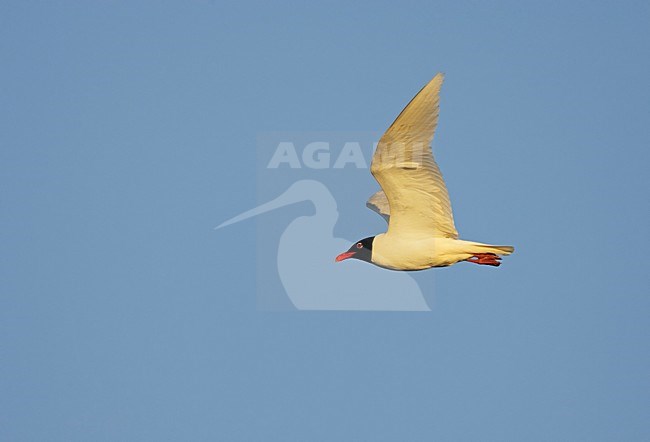 Zwartkopmeeuw volwassen vliegend; Mediterranean Gull adult flying stock-image by Agami/Markus Varesvuo,