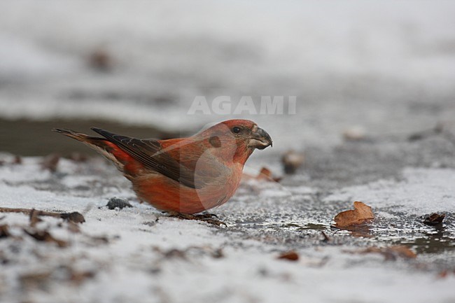 Parrot Crossbill drinking; Grote Kruisbek drinkend stock-image by Agami/Chris van Rijswijk,