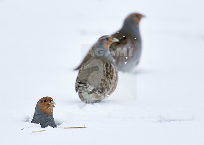 Patrijs in de sneeuw, Grey Partridge in the snow stock-image by Agami/Markus Varesvuo,