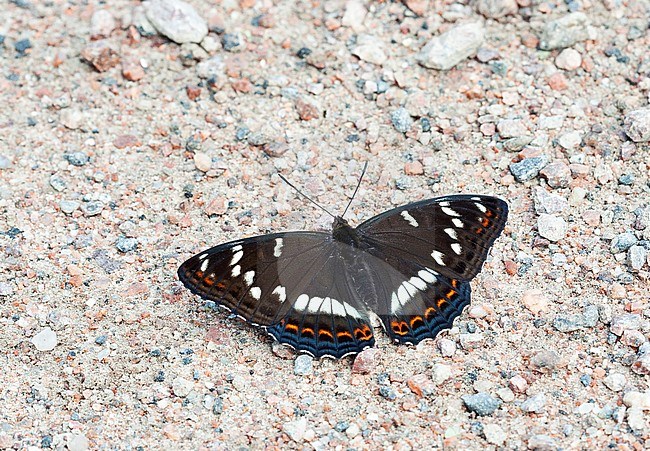 Poplar Admiral, Limenitis populi, male stock-image by Agami/Dick Forsman,