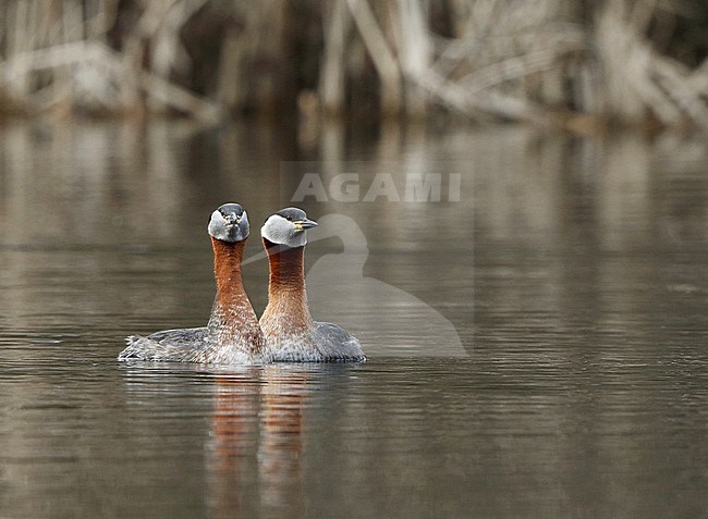 Courtship of two adult Red-necked Grebes (Podiceps griseigena) on a freshwater lake in Denmark. Pair displaying on the water. stock-image by Agami/Helge Sorensen,