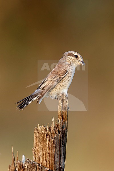 Grauwe Klauwier vrouw zittend op paaltje, Red-backed Shrike female sitting on branch, stock-image by Agami/Walter Soestbergen,