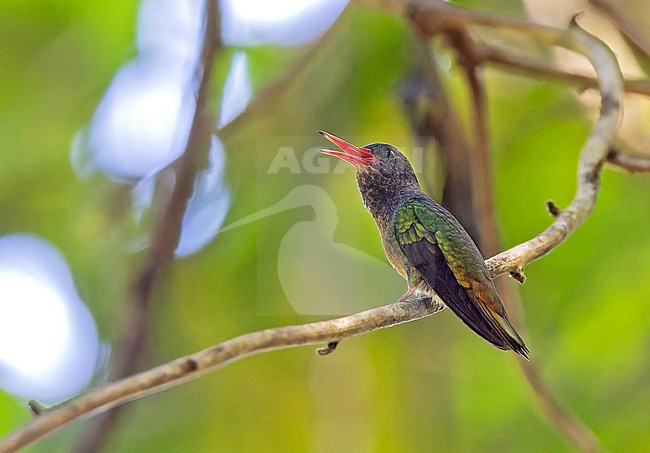 Male Blue-throated Sapphire (Chlorestes eliciae) in Panama. stock-image by Agami/Pete Morris,