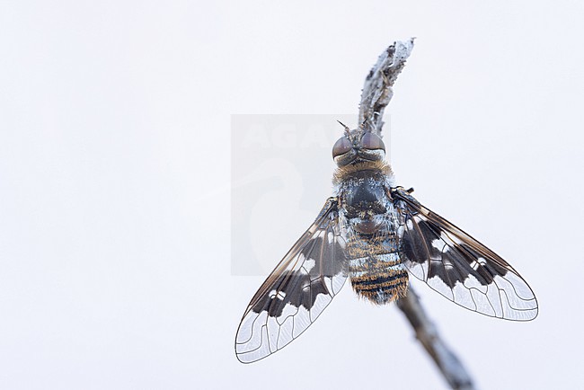 Thyridanthrax fenestratus - Mottled Bee-fly, Germany (Baden-Württemberg), imago, female stock-image by Agami/Ralph Martin,