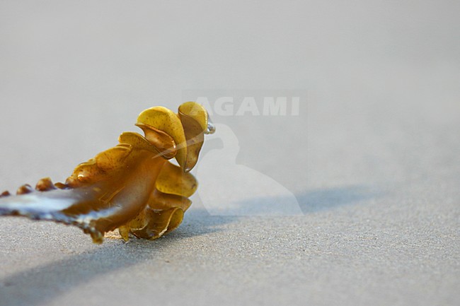Kelp on beach, Northumberland, Engeland / United Kingdom stock-image by Agami/Bas Haasnoot,