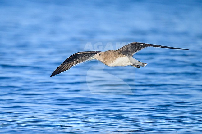 Sooty gull, Ichthyaetus hemprichii, in flight with the sea as background. stock-image by Agami/Sylvain Reyt,