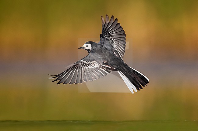 Pied Wagtail, Motacilla yarrellii, in Italy. stock-image by Agami/Daniele Occhiato,