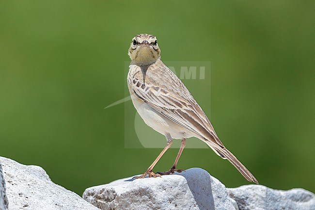Tawny Pipit (Anthus campestris), side view of an adult standing on a rock, Abruzzo, Italy stock-image by Agami/Saverio Gatto,